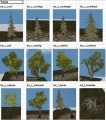 Trees1.jpg