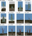 Trees5.jpg