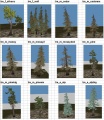 Trees4.jpg