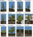 Trees3.jpg